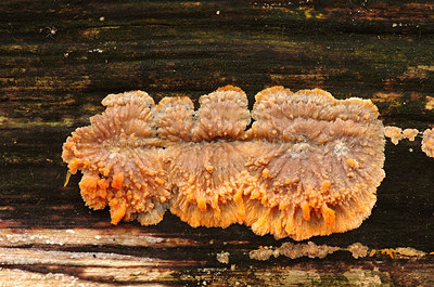 BUITEN BEELD Foto: 147362