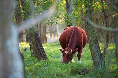 BUITEN BEELD Foto: 147393
