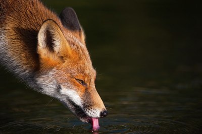 BUITEN BEELD Foto: 147403