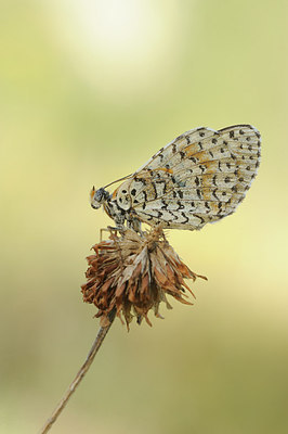 BUITEN BEELD Foto: 147475