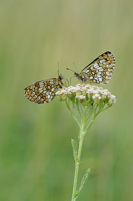 BUITEN BEELD Foto: 147478