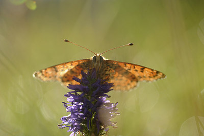 BUITEN BEELD Foto: 147480