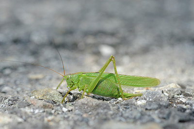 BUITEN BEELD Foto: 147482