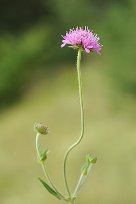 BUITEN BEELD Foto: 147483