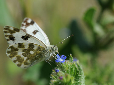 BUITEN BEELD Foto: 147488