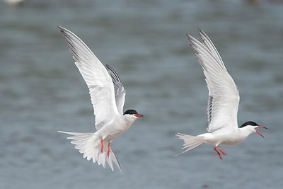 BUITEN BEELD Foto: 147507