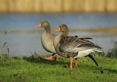 BUITEN BEELD Foto: 147544