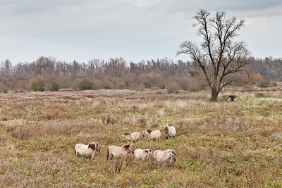 BUITEN BEELD Foto: 147627