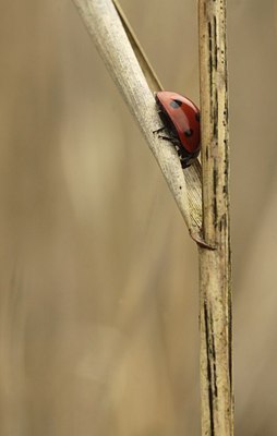 BUITEN BEELD Foto: 147639