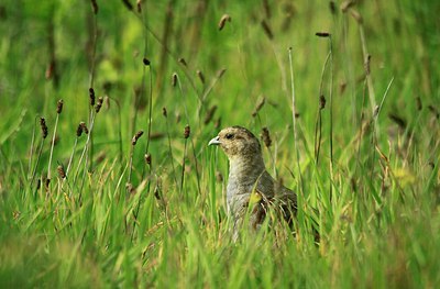 BUITEN BEELD Foto: 147706