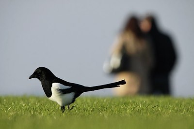 BUITEN BEELD Foto: 147714