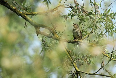 BUITEN BEELD Foto: 147734