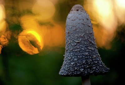 BUITEN BEELD Foto: 147765