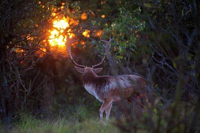BUITEN BEELD Foto: 147781