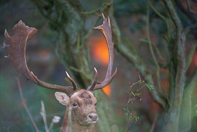 BUITEN BEELD Foto: 147786