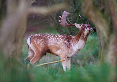 BUITEN BEELD Foto: 147789