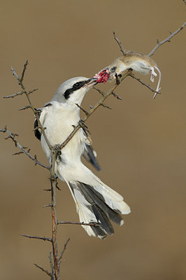 BUITEN BEELD Foto: 147799