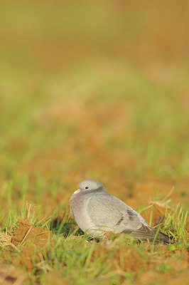 BUITEN BEELD Foto: 147811