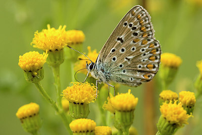 BUITEN BEELD Foto: 147829