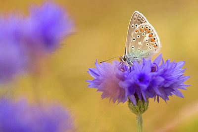 BUITEN BEELD Foto: 147831