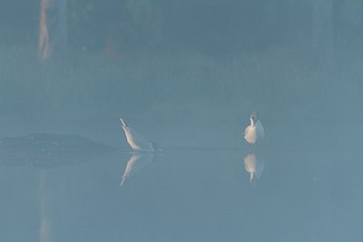 BUITEN BEELD Foto: 147850