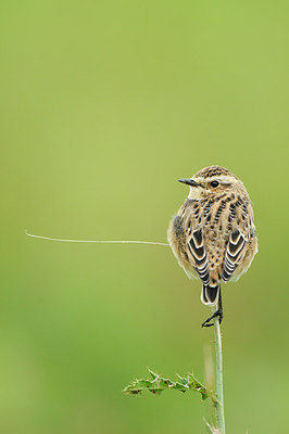 BUITEN BEELD Foto: 147982