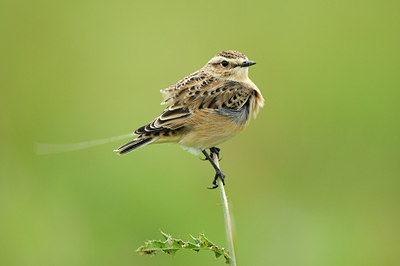 BUITEN BEELD Foto: 147984