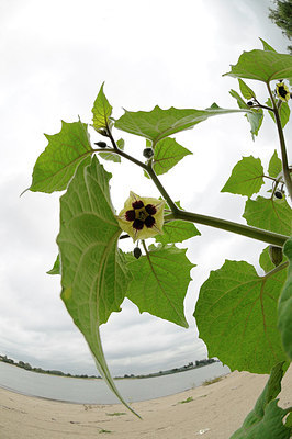 BUITEN BEELD Foto: 148005
