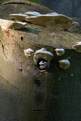 BUITEN BEELD Foto: 148023