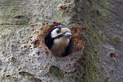 BUITEN BEELD Foto: 148024