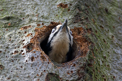 BUITEN BEELD Foto: 148025