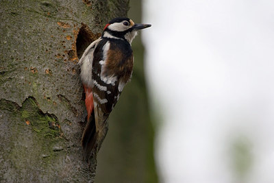 BUITEN BEELD Foto: 148026