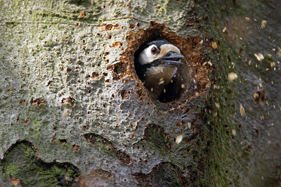 BUITEN BEELD Foto: 148027