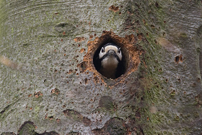 BUITEN BEELD Foto: 148028