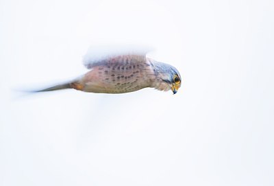 BUITEN BEELD Foto: 148046