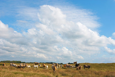 BUITEN BEELD Foto: 148065