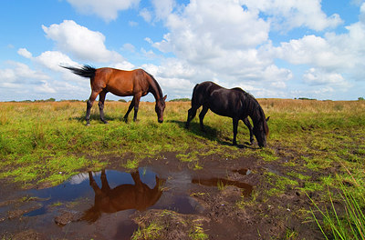 BUITEN BEELD Foto: 148066