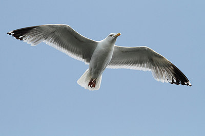 BUITEN BEELD Foto: 148068