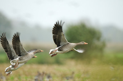 BUITEN BEELD Foto: 148078