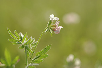 BUITEN BEELD Foto: 148082