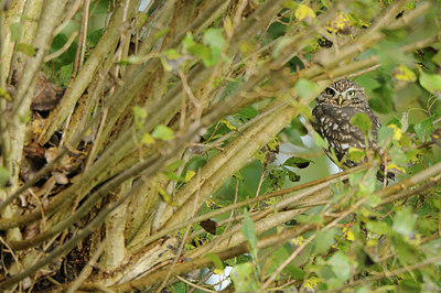 BUITEN BEELD Foto: 148087