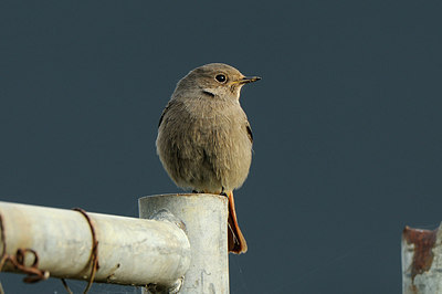 BUITEN BEELD Foto: 148093