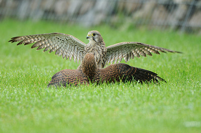 BUITEN BEELD Foto: 148095