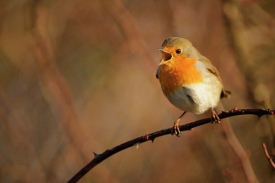 BUITEN BEELD Foto: 148097