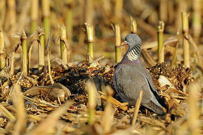 BUITEN BEELD Foto: 148103