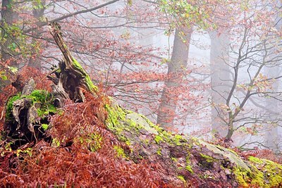 BUITEN BEELD Foto: 148110
