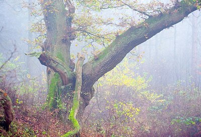 BUITEN BEELD Foto: 148147