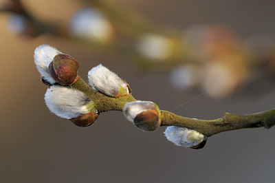 BUITEN BEELD Foto: 148179
