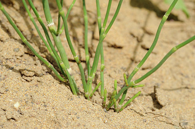 BUITEN BEELD Foto: 148185