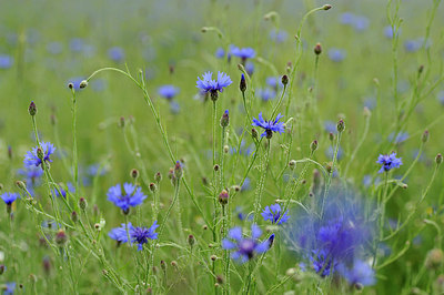 BUITEN BEELD Foto: 148188
